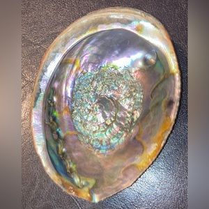 Abalone Shell